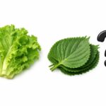 신장병에서 상추와 깻잎 먹어도 되는지 비교한 이미지