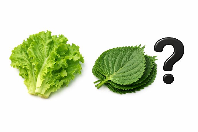 신장병에서 상추와 깻잎 먹어도 되는지 비교한 이미지