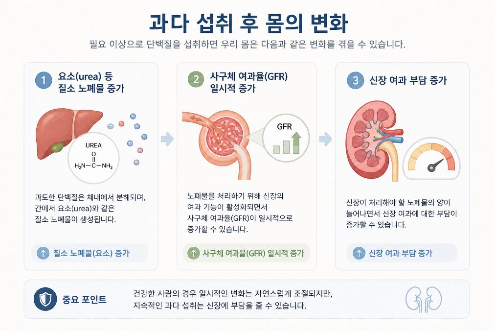 단백질 보충제 과다 섭취 시 요소 증가와 사구체 여과율 변화 등 신장에 미치는 영향을 설명한 인포그래픽